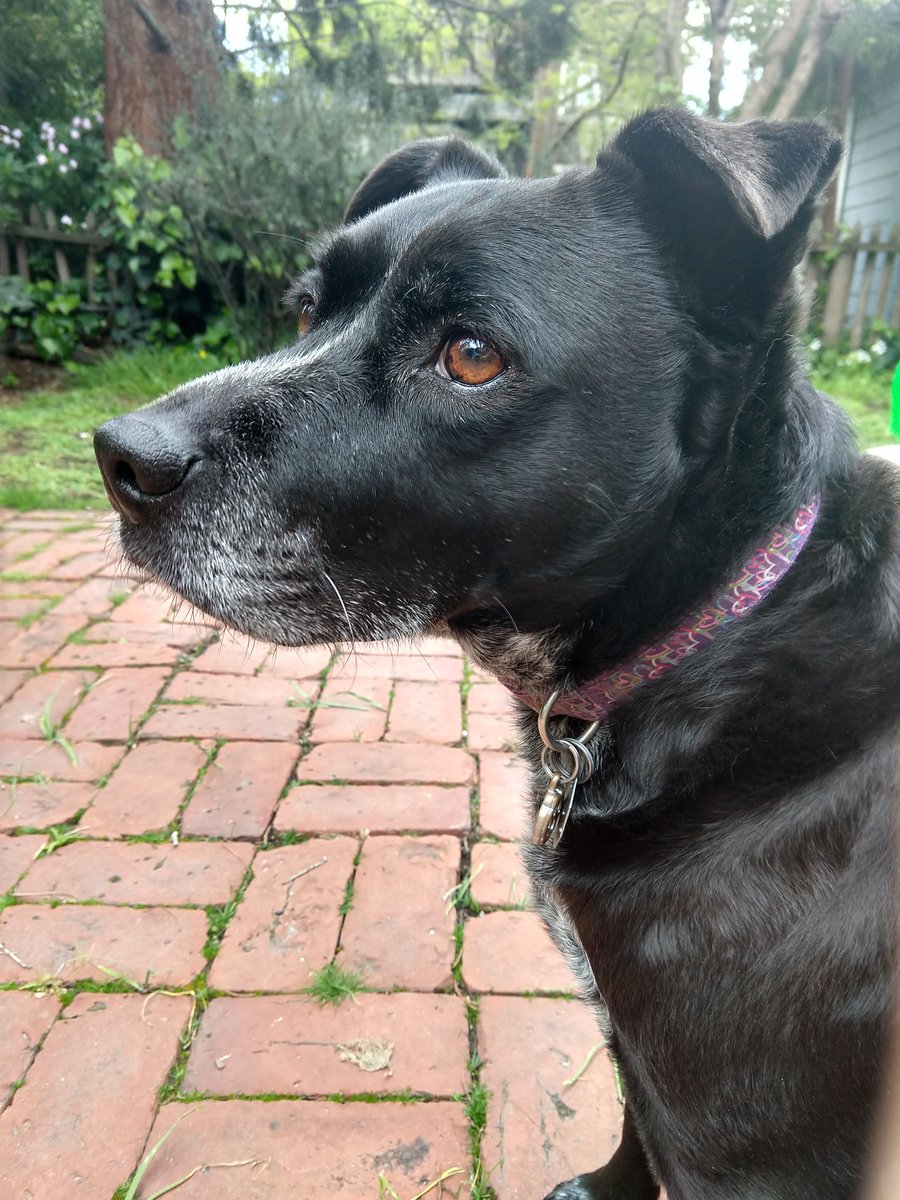 a_gaudinier's tweet photo. One benefit of working with a native California species - backyard experiments keep the science going. Co-worker was on squirrel lookout while I planted #mimulus #BlackmanLab https://t.co/tfqKZE5icf