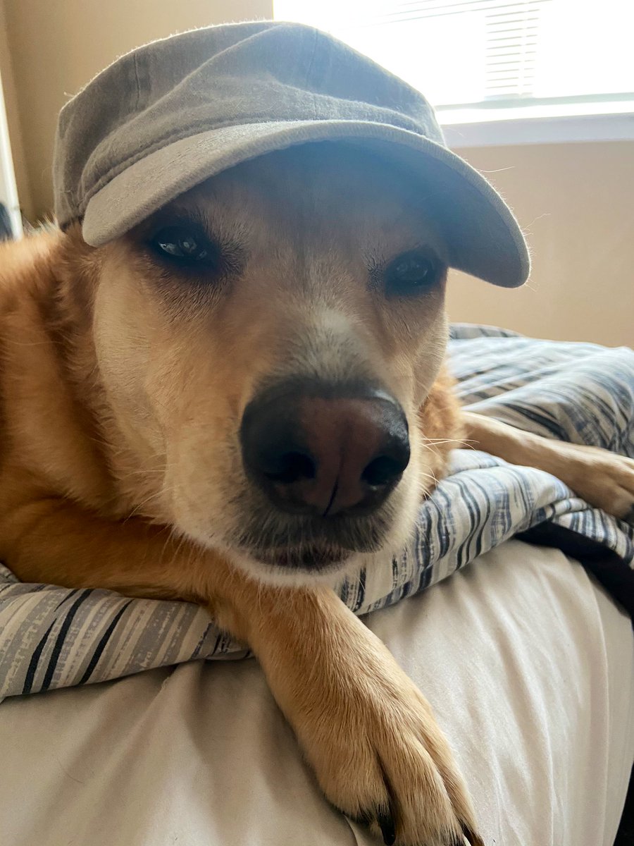 GRodriguezClass's tweet photo. My favorite coworker 🐶 participated in @ParsonsPirates #VirtualSpiritWeek #HatDay #CrazySockDay https://t.co/ADVQROMzHk