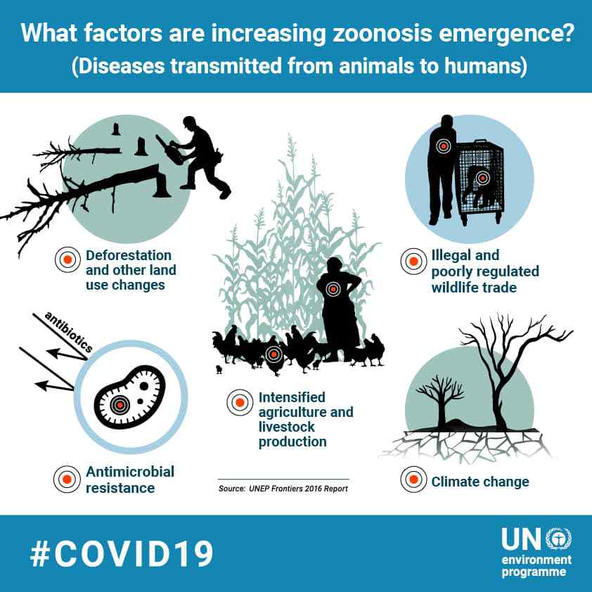United Nations (@un) on Twitter photo Coronaviruses, such as #COVID19, are zoonotic, meaning they are transmitted from animals to humans. They threaten the well-being of humans, animals and ecosystems.
<a href="/UNEP/">UN Environment Programme</a> explains how addressing threats to nature can help prevent zoonoses. bit.ly/2UV9izF Coronaviruses, such as #COVID19, are zoonotic, meaning they are transmitted from animals to humans. They threaten the well-being of humans, animals and ecosystems.
<a href="/UNEP/">UN Environment Programme</a> explains how addressing threats to nature can help prevent zoonoses. bit.ly/2UV9izF