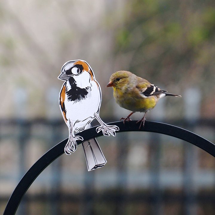 bellandpixel's tweet image. #2DBirbs is my #quarantineArtProject that blends my love of birds and silliness. I made paper cutout illustrations, taped them into place, filled the feeder, and then practiced patience! (and/or yelled stage direction at the birds)