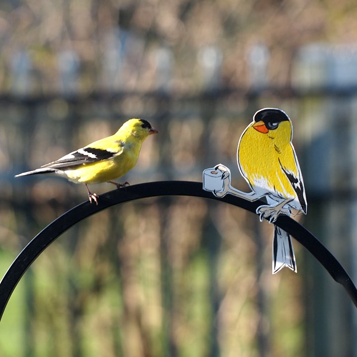 bellandpixel's tweet image. #2DBirbs is my #quarantineArtProject that blends my love of birds and silliness. I made paper cutout illustrations, taped them into place, filled the feeder, and then practiced patience! (and/or yelled stage direction at the birds)