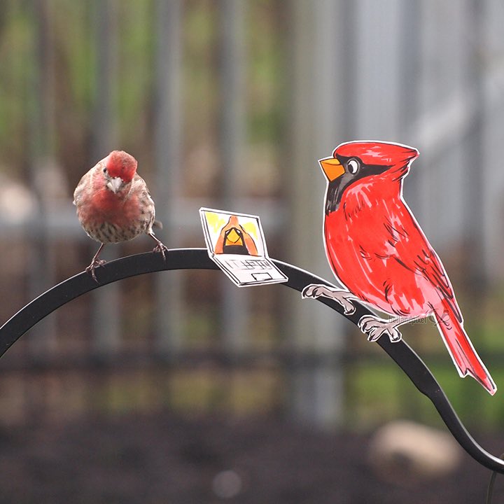 bellandpixel's tweet image. #2DBirbs is my #quarantineArtProject that blends my love of birds and silliness. I made paper cutout illustrations, taped them into place, filled the feeder, and then practiced patience! (and/or yelled stage direction at the birds)