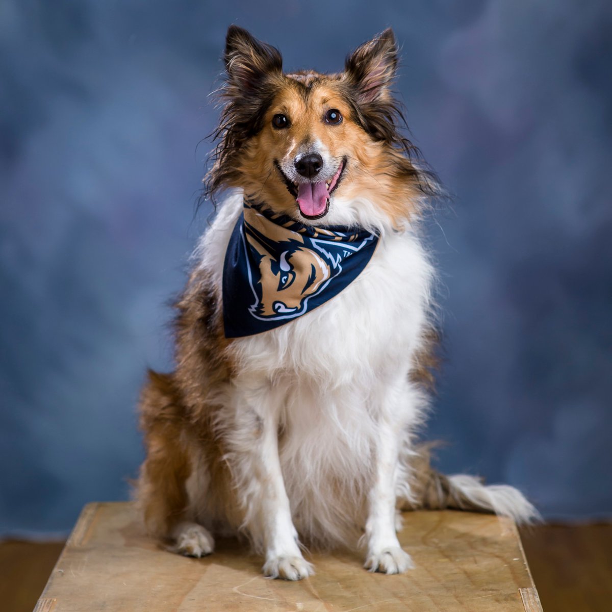 GallaudetBison's tweet photo. When the photographer asks for a serious face 😐 and then asks you to smile 😁 on photo day. #PetsOfTheNEAC 
Baggio knows the drill on #GUBison Photo Day. 
Thx to @PhotoSinclair for the headshots 📸
#Gallaudet #NEACsoc #d3soc https://t.co/sB7LaMCoul
