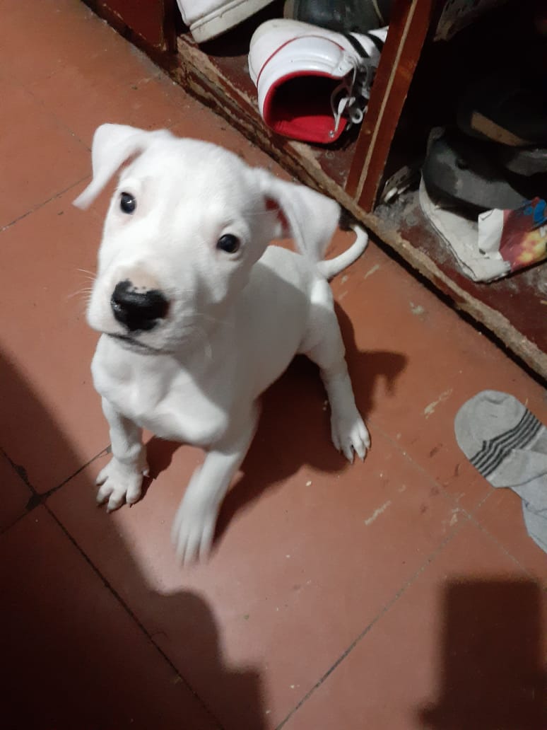 AznarHector's tweet photo. Cachorros #Dogos #Argentinos 50 DÍAS. PADRES A LA VISTA #DogoArgentino #JuevesSanto #FelizJueves #QuedateEnCasa #9Abr #misituaciones #BuenosDías #QuedOTEnCasa9A #CABA #Matanza #SanchezDimision #ToqueDeQueda #Canes #perros #PuraSangre #Argentina #SemanaSantaCyL #SemanaSanta #TVer https://t.co/IoGRBiqUZ3