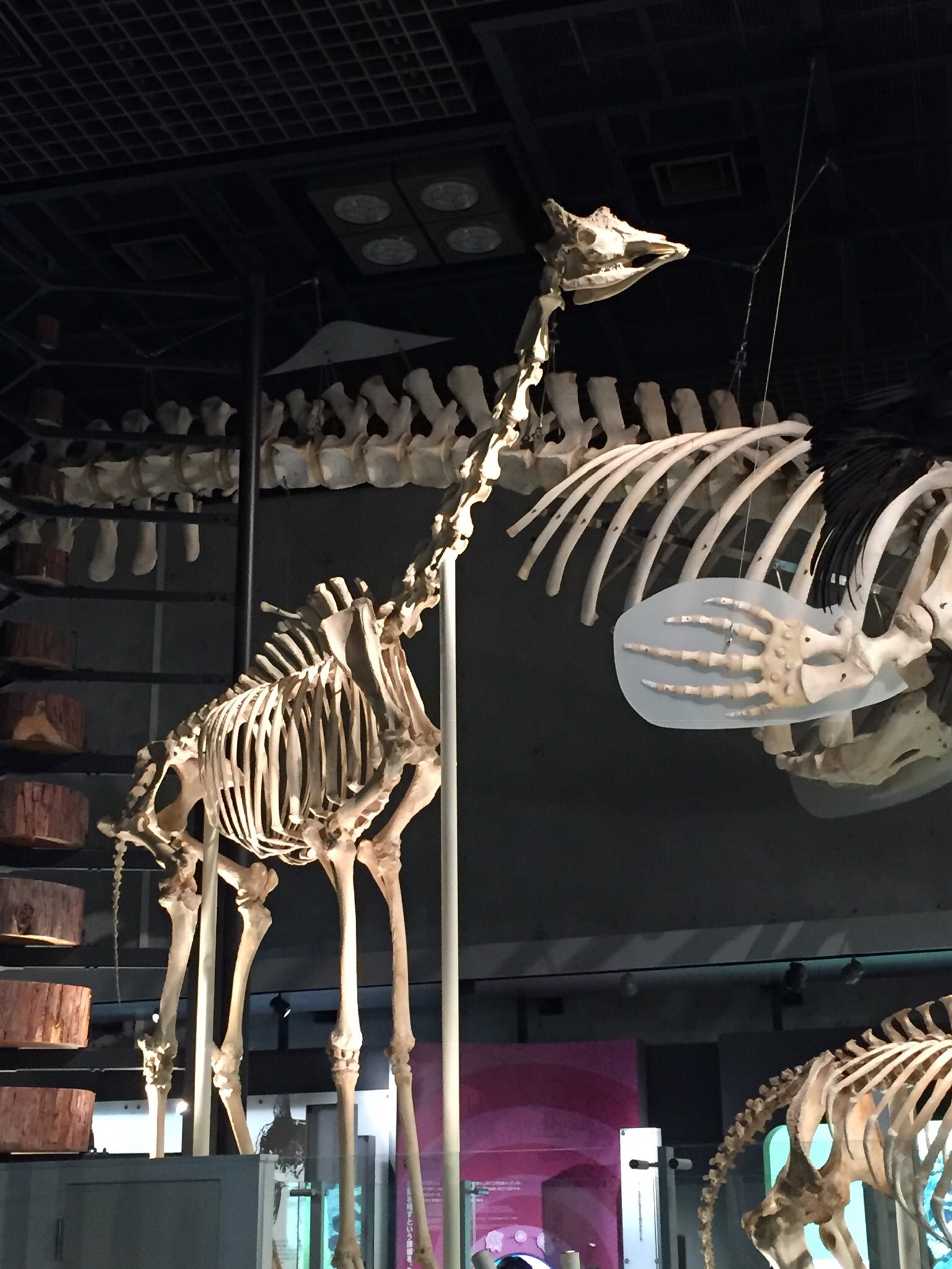 の 骨 首 キリン キリンの首はなぜ長いの？長さや骨の数はどのくらい？