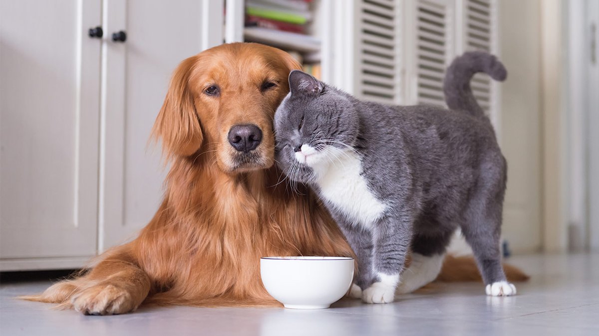 GossipRoomOff's tweet photo. Ce mercredi, pour la première fois, la Chine a exclu de la liste officielle des animaux comestibles, les chats et les chiens dont la viande était auparavant consommée. 🙌🇨🇳 https://t.co/1BPfH9SD4l