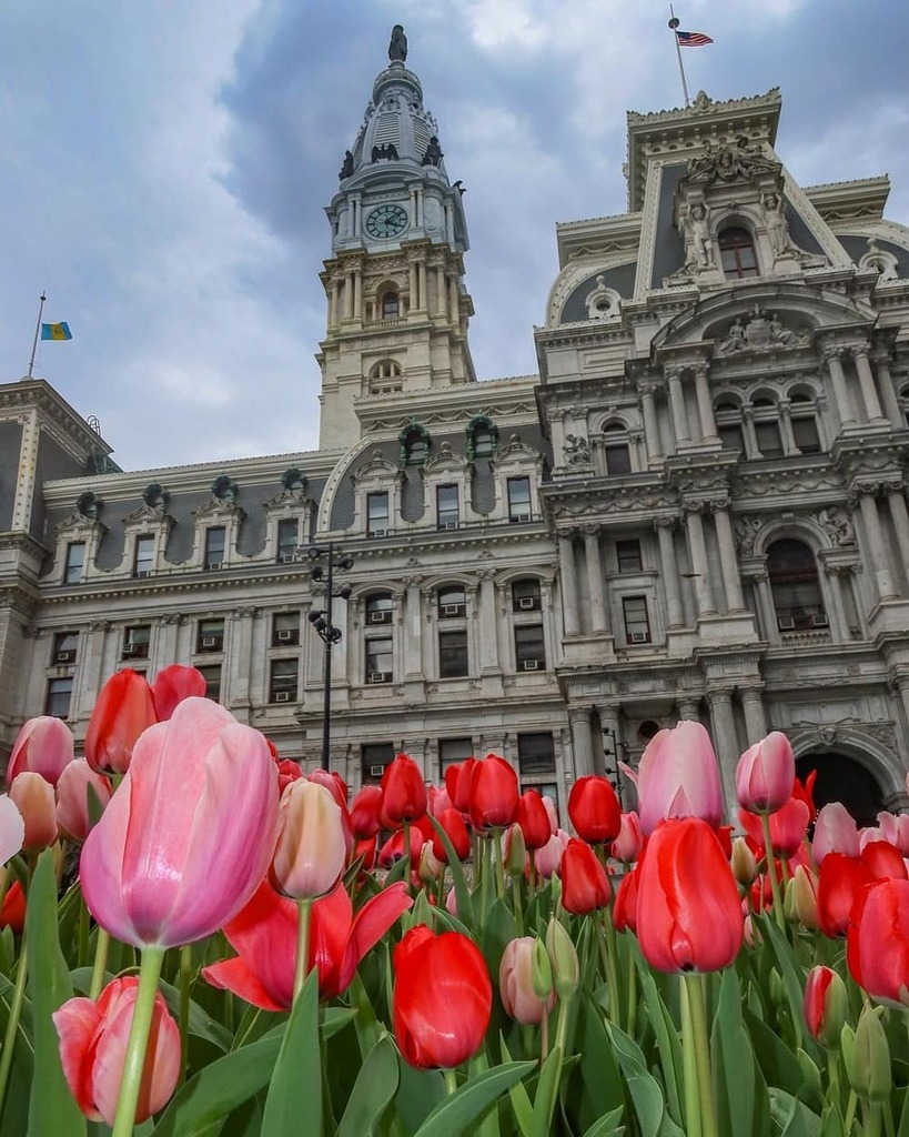 seankardon's tweet photo. Tulips in front of Philadelphia City Hall. #tulips #philadelphiacityhall #phillycityhall #tulips #tulips🌷 #springflowers #philadelphiaphotographer #phillyphoto #phillyskyline #dilworthpark https://t.co/LAa2GuhqWN https://t.co/IXgzc4hCvq