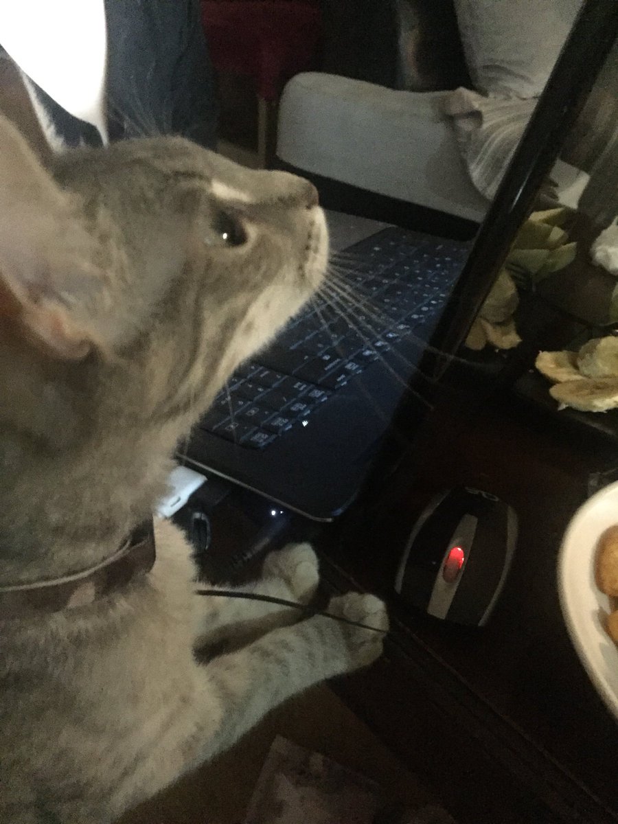 pinaravcx's tweet photo. @bedayzcom 😻 https://t.co/SWtq2U4L27