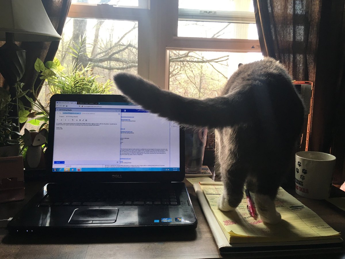 Perks of working from home: guard cats who taste test your coffee 🤦🏻‍♀️😻😂