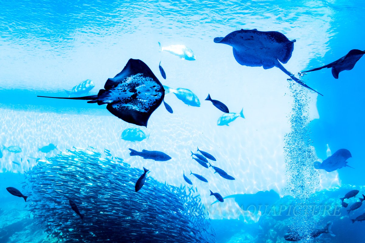 朝なので爽やかな水族館にしとく。 #何の脈絡も無く水族館の画像を貼る