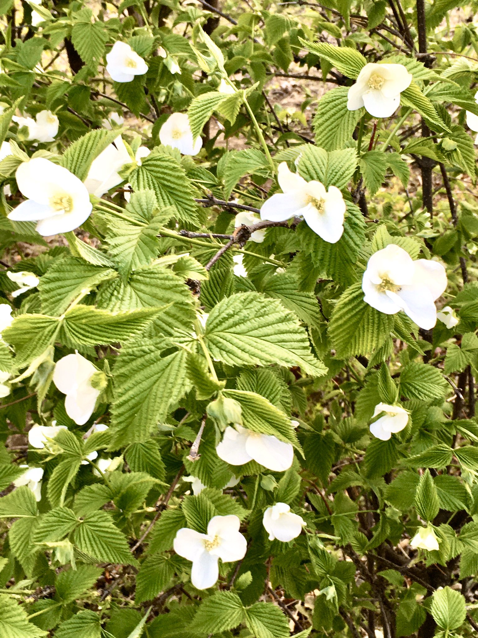 まこ Sur Twitter おはようございます 白花のヤマブキが咲き出しました 毎年咲き終わると黒い種 が出来るのですが自然に発芽したモノが増えて 庭のあちこちで咲いてます 緑の葉に清楚な白い花が映えて綺麗なんです 今日も無理せず良き1日を 世界に一つだけの
