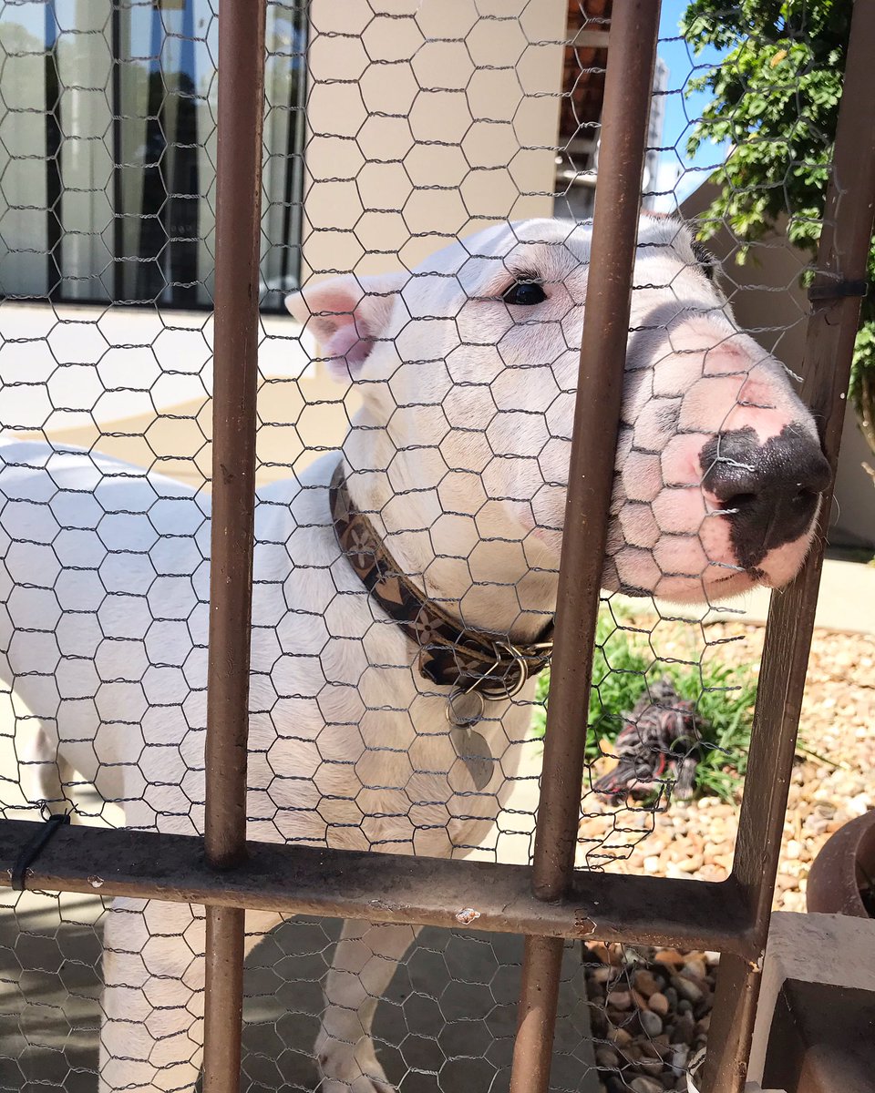 greicisiezemel's tweet photo. 23.º dia de quarentena! 🥱Mamãezínea não me deixa sair do portão! Pelo menos o nariz está pra fora hihi 🐶🙊
.
.
.
#quarentena #ilovemybullterrier #bullterrieringles #bullterrierforever #puppy #bullies #bullterriers #dog #photodogs #bullterror
#itajai #luna #fiqueemcasa https://t.co/HDWvpfHWGO