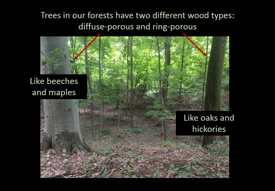 knbryant3's tweet photo. (1/2) #OUVirtualExpo Check out my #research about #treephysiology! #bobcatsdiscover #OUSigmaXi https://t.co/KRPpzB2xE6