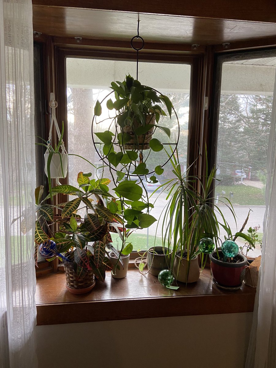 soswaldwb's tweet photo. @WbStudentGov OK this may be lame for crafts. But I’m super happy with my recent houseplant parenting lol! It only took me ... years! 😀 #Espiritweek https://t.co/mKMI7XYxnL