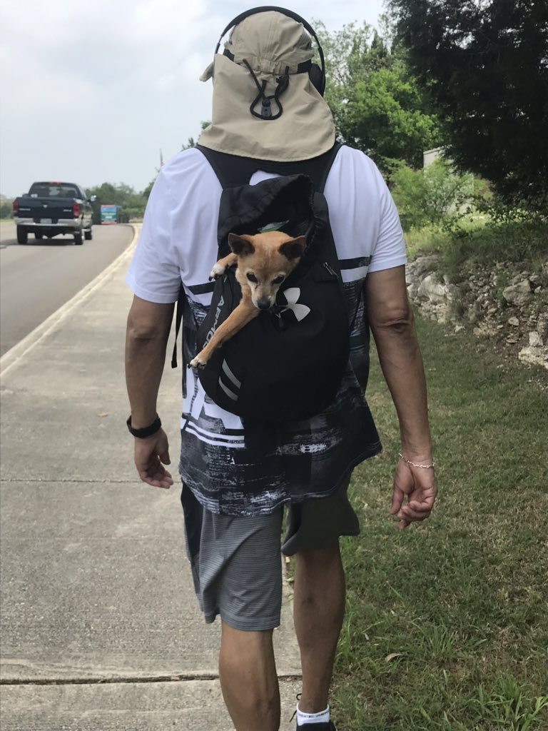BenitaCampos14's tweet photo. Thursday #FalconVirtualPride Gotta keep everyone moving 🏃‍♀️! They’re pretty old 🐶 so they have to have rides. ❤️theses girls  #lovefurbabies @MrDeLaO14 @Stevens_FCS @MrsDfashion @CalandresMs @NISDSTEVENS @Santos_culinary ❣️Stu-Co and 🛒🍎👠👩🏻‍🍳 FCS https://t.co/i2NsE7PnvQ