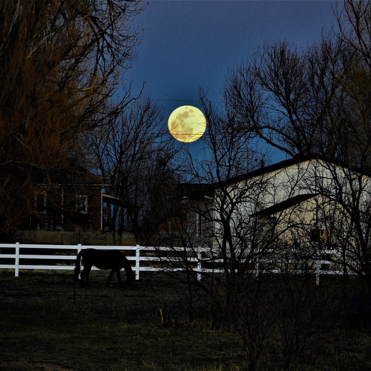 b_bmobbin's tweet photo. #supermoon from my backyard #SuperPinkMoon https://t.co/TlknsxQj3u