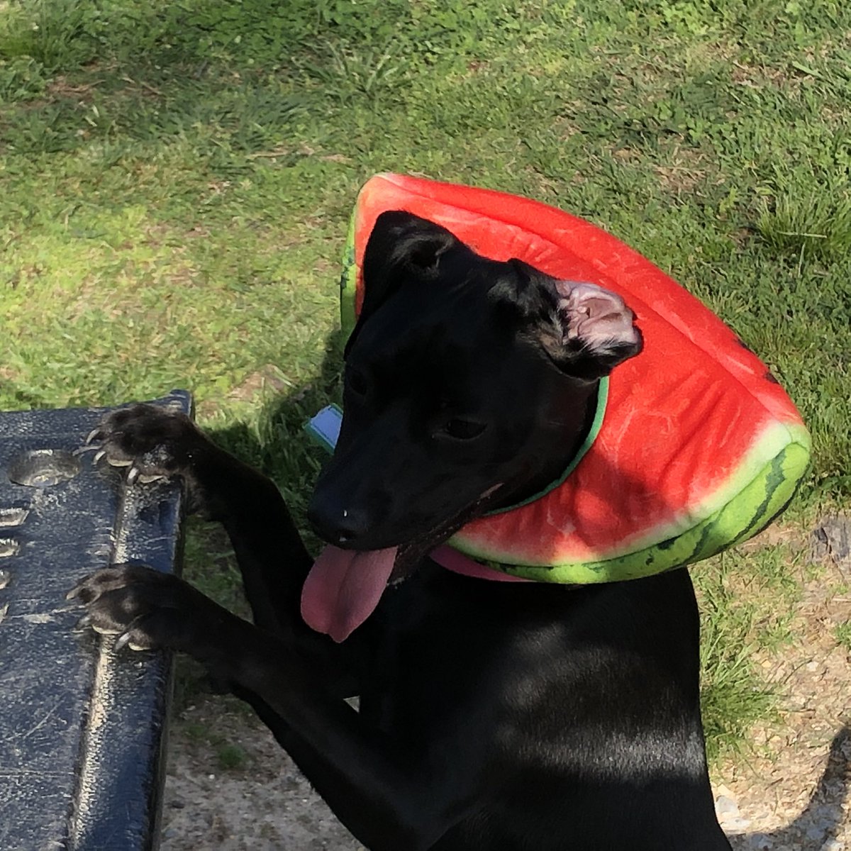 MistyMarie16's tweet photo. Hazie is a busy bee 🐝 on this beautiful day! Happy Spring Y’all @PhillyWarriors @jaylnlorenz #pesvirtualspiritweek https://t.co/C89U1ssv9w