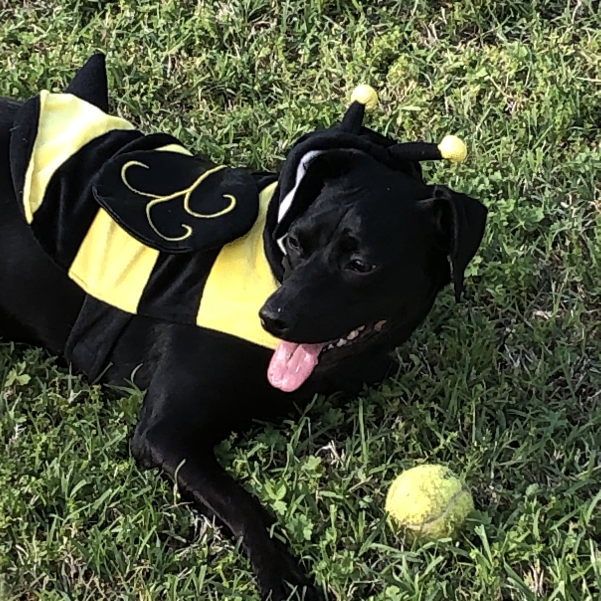 MistyMarie16's tweet photo. Hazie is a busy bee 🐝 on this beautiful day! Happy Spring Y’all @PhillyWarriors @jaylnlorenz #pesvirtualspiritweek https://t.co/C89U1ssv9w