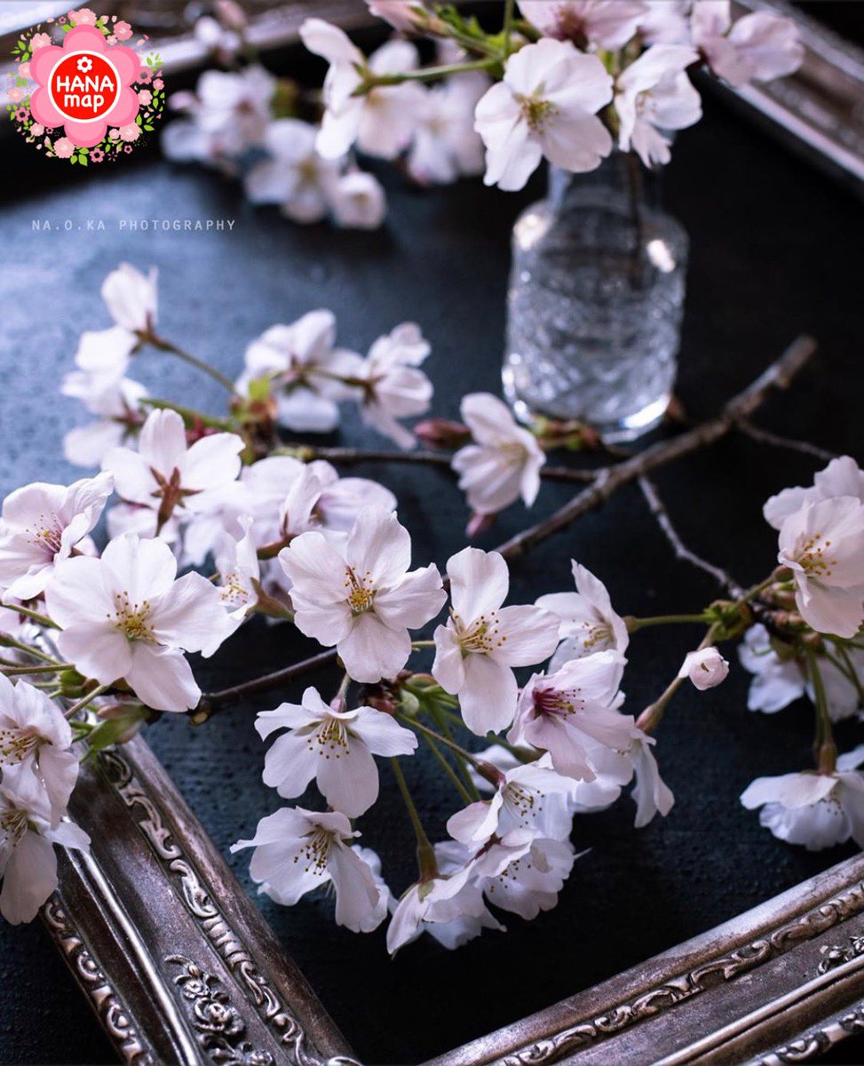 はなまっぷ 日本の美しい花風景 در توییتر Na O Ka さんの 花のある風景に花まるを 人々の心にも花が咲く日本の美しい春をありがとうございます サクラの花言葉 優美な女性 精神の美 T Co Clyl9hb6tm