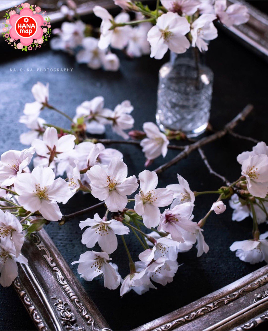 توییتر はなまっぷ 日本の美しい花風景 در توییتر Na O Ka さんの 花のある風景に花まるを 人々の心にも花が咲く日本の美しい春をありがとうございます サクラの花言葉 優美な女性 精神の美 T Co Clyl9hb6tm T Co 7vkzzhcabu