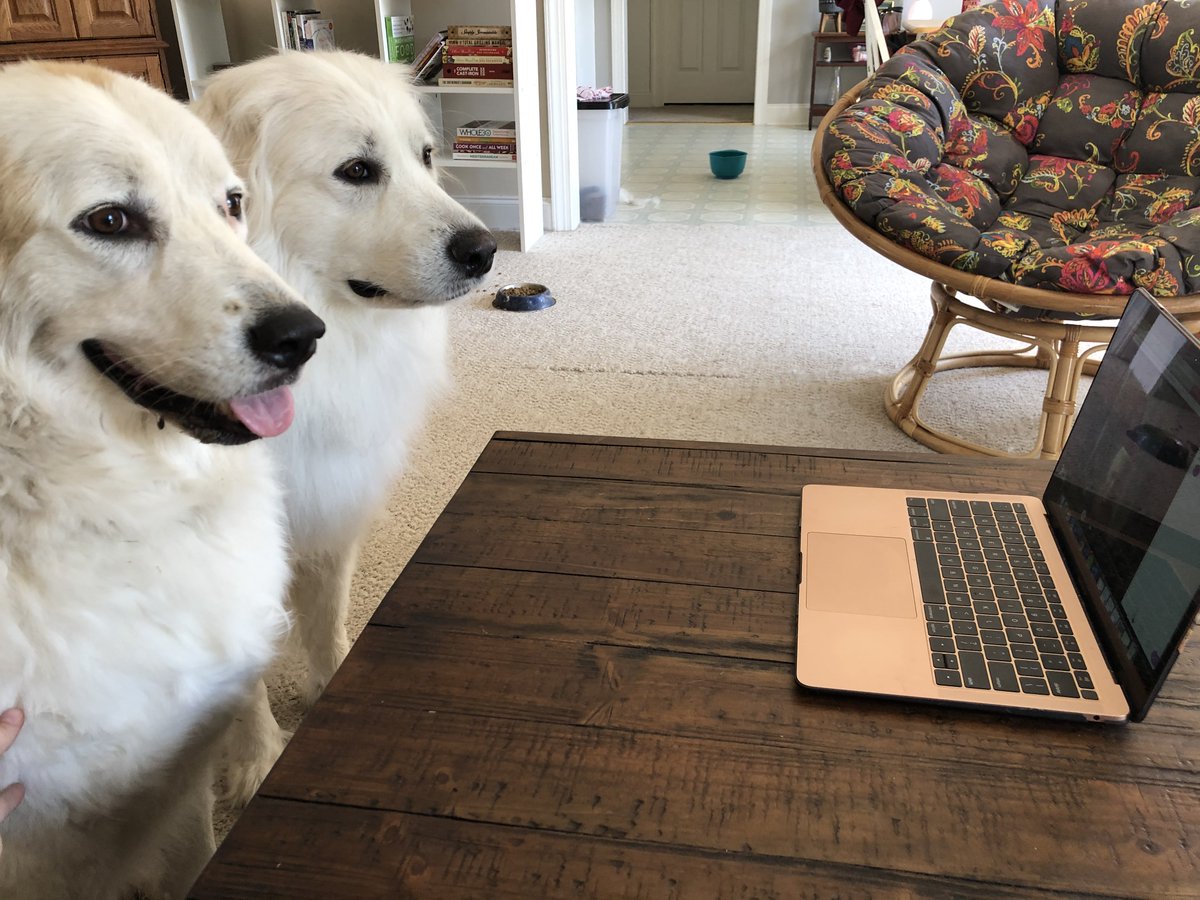 UofSC_TCoop's tweet photo. Librarians at @tcoopresearch, and their fluffy coworkers, are hard at work to help you find the resources you need to succeed. Look at these two good girls who helped bring some smiles to a meeting today. #uofsc #yourtcoop #gamecockstrong https://t.co/mQP7Q7KuDj