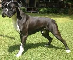 wcboxerrescue's tweet photo. There aren’t black boxers but stunning reverse brindles that can appear almost black.
#dogsoftwitter #reversebrindle https://t.co/GPlcQpgjbh