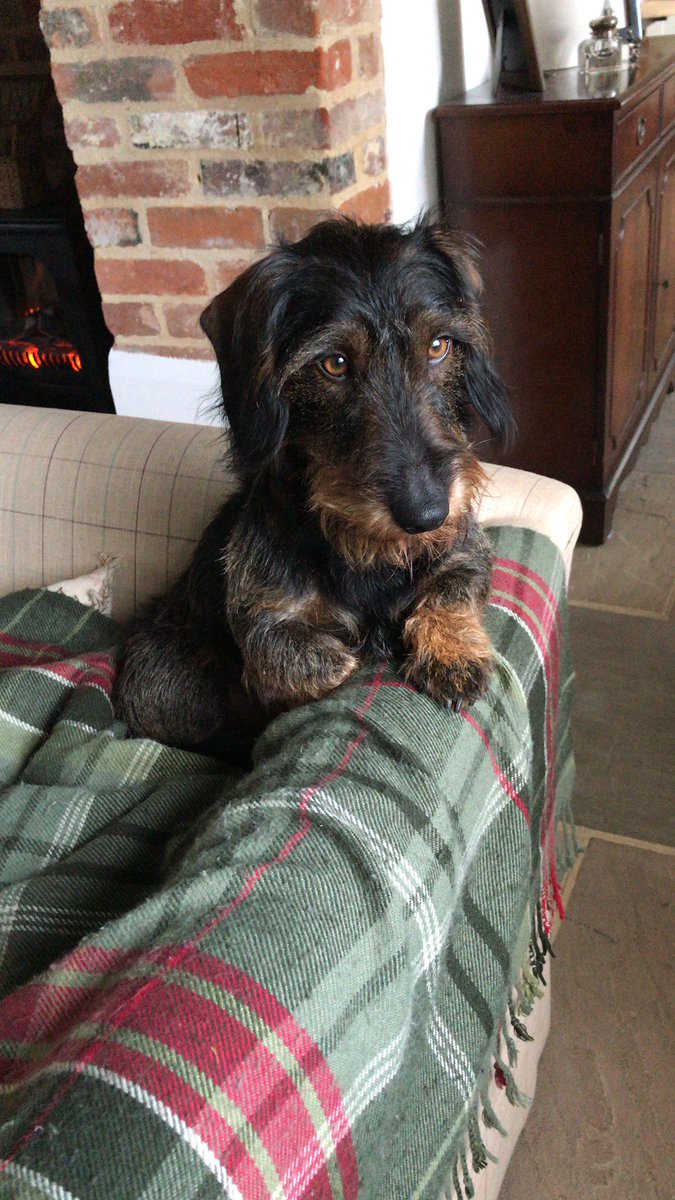 eed_net's tweet photo. @CrownHousePub @DrEllenSpencer @ITLWorldwide @itPressUK @CompassAcademic @EllieDixTweets @GillianBridge3 @jackiebeere @bravehead @mrappealing @CristaHazell @LucasLearn @atharby @steve_munby eedNet pet!! https://t.co/foQCoPiIww