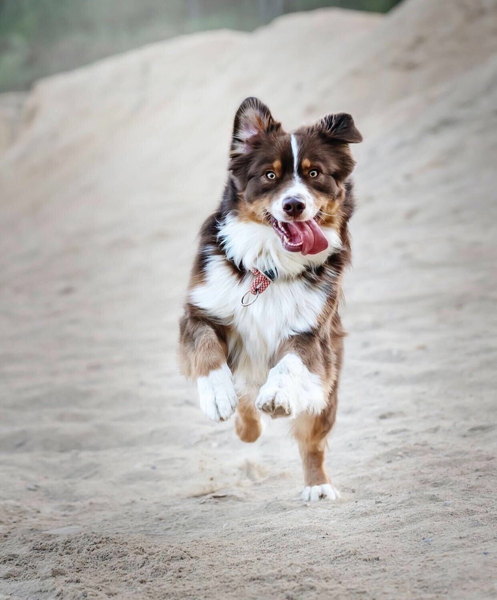 furzly's tweet photo. 🐕‍🦺We know you may be walking your dog more, but how much exercise does your dog really need? Click the link to use Rover’s dog exercise 🎾 calculator: Check it out the site is https://t.co/3TFu0r1jLo
#petcare #petowners https://t.co/hehLjlWNFG