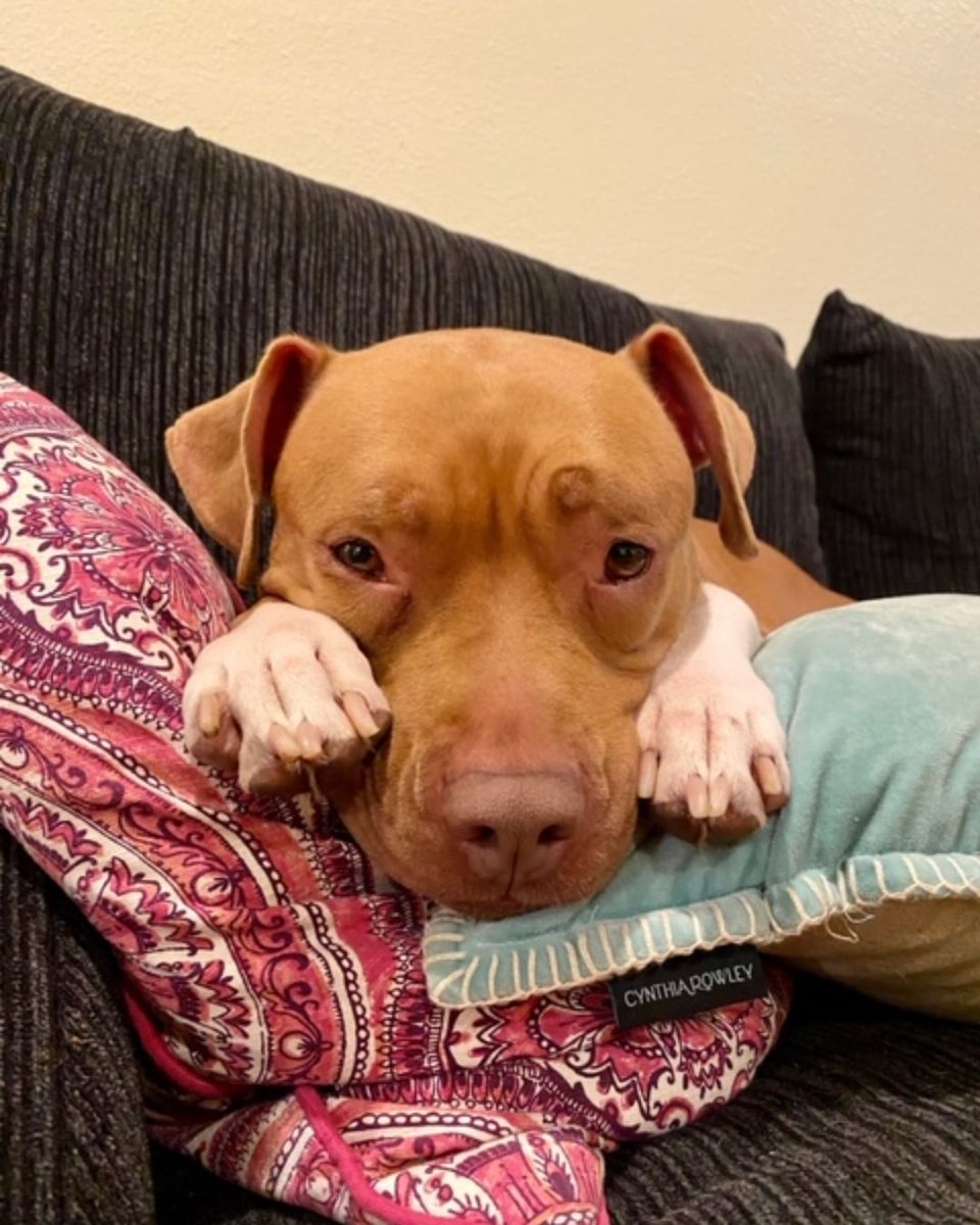 Purenaturalpet's tweet photo. Our friends Paws For Life K9 Rescue need your help. By fostering or adopting a pet in need you save lives.  They can deliver the dogs to you, along with all of the supplies you need. Just simply fill out an application at https://t.co/eLiK6UqPqT💙 https://t.co/sjaWnrnWvM