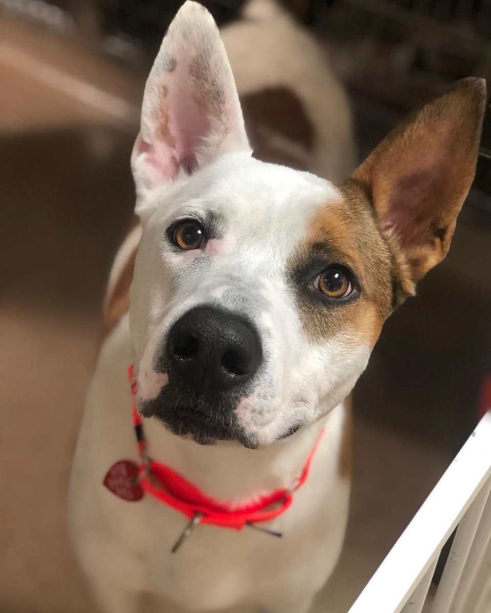 Purenaturalpet's tweet photo. Our friends Paws For Life K9 Rescue need your help. By fostering or adopting a pet in need you save lives.  They can deliver the dogs to you, along with all of the supplies you need. Just simply fill out an application at https://t.co/eLiK6UqPqT💙 https://t.co/sjaWnrnWvM