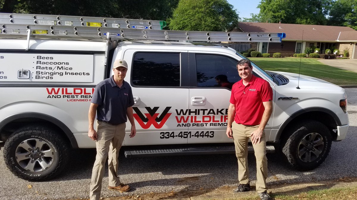 DrMilledge's tweet photo. Along with Corvid-19, a snake in our storage room helped us not only stay home, it made us stay IN THE HOUSE! Thankful for 'Whitaker Wildlife" for removing it and checking for others! Thanks 4 the referral Ginny! #snakefree #staysafe @_whitloww @stevenlouisreed @coachalpogue https://t.co/VybmC2HjHG