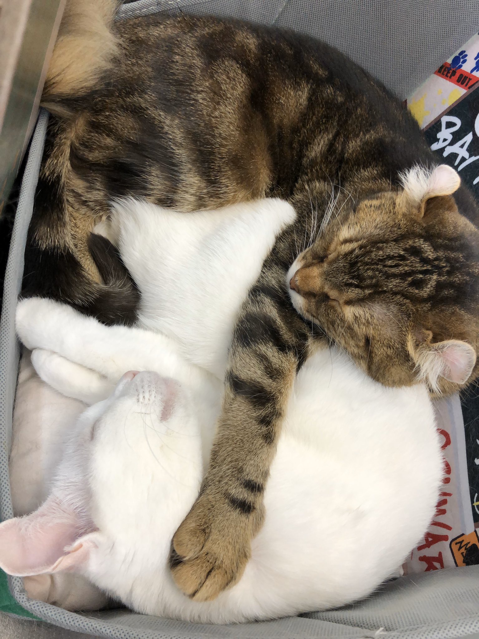 とある猫カフェの日常 にゃんこと Toarunekocafe Twitter