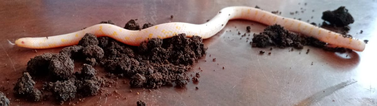 humedalesbogota's tweet photo. Hoy nos reportan desde  El Codito, en la Localidad de Usaquén, está culebra sabanera (Atractus crassicaudatus), la particularidad es que es albina, algo no muy frecuente.

#BiodiversidadDesdeCasa https://t.co/kCcrLVruxm