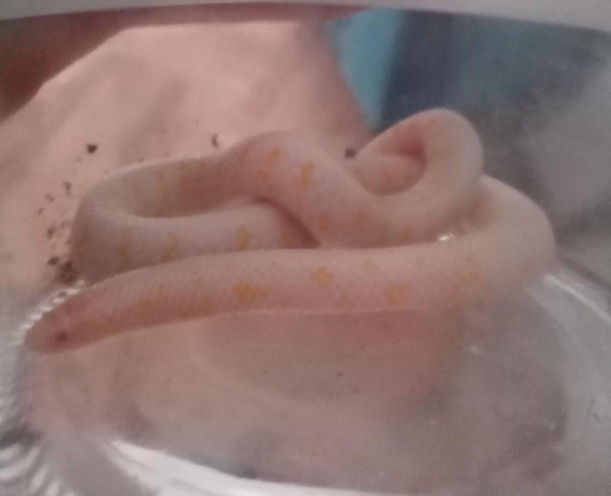 humedalesbogota's tweet photo. Hoy nos reportan desde  El Codito, en la Localidad de Usaquén, está culebra sabanera (Atractus crassicaudatus), la particularidad es que es albina, algo no muy frecuente.

#BiodiversidadDesdeCasa https://t.co/kCcrLVruxm