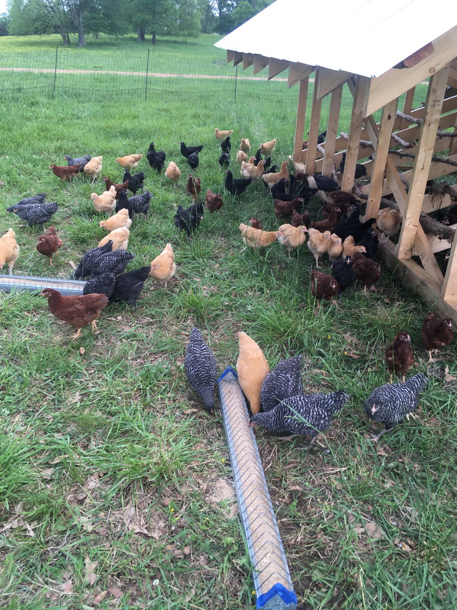 drewanthony's tweet photo. My new flock out on grass today for the first time. https://t.co/lJgHdSxQsf