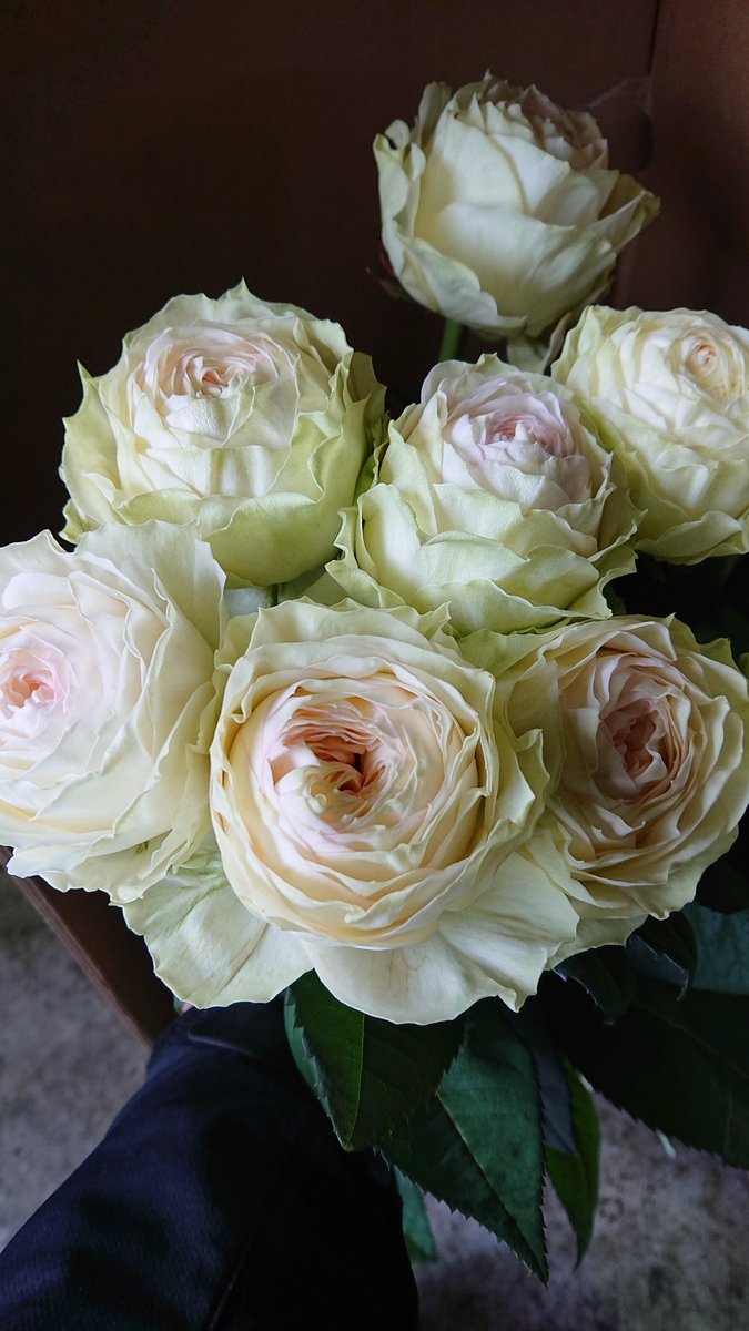 橋本生花株式会社 En Twitter バラ アルヌラブラン ウェディングプラン チアガール アマダです 初めて聞く言葉って妙にテンションが上がります アルヌラブラン 語源も何もわからない感じがいいです