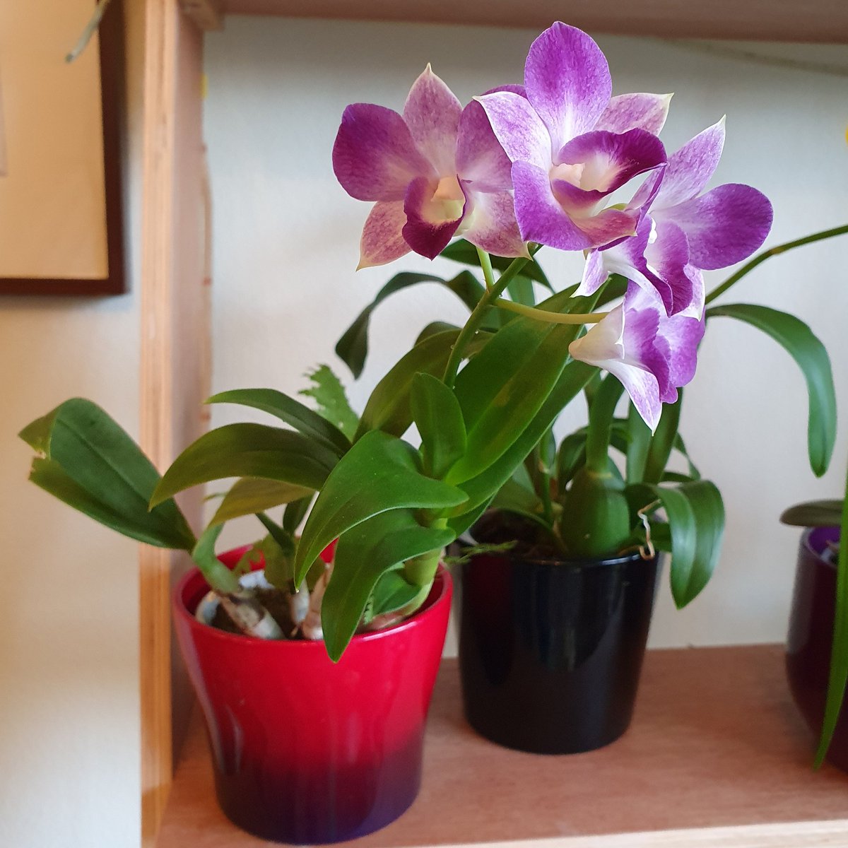 Jon_Earley's tweet photo. My Dendrobium Blue Happiness #orchid #dendrobium https://t.co/5fkjcMh9rh