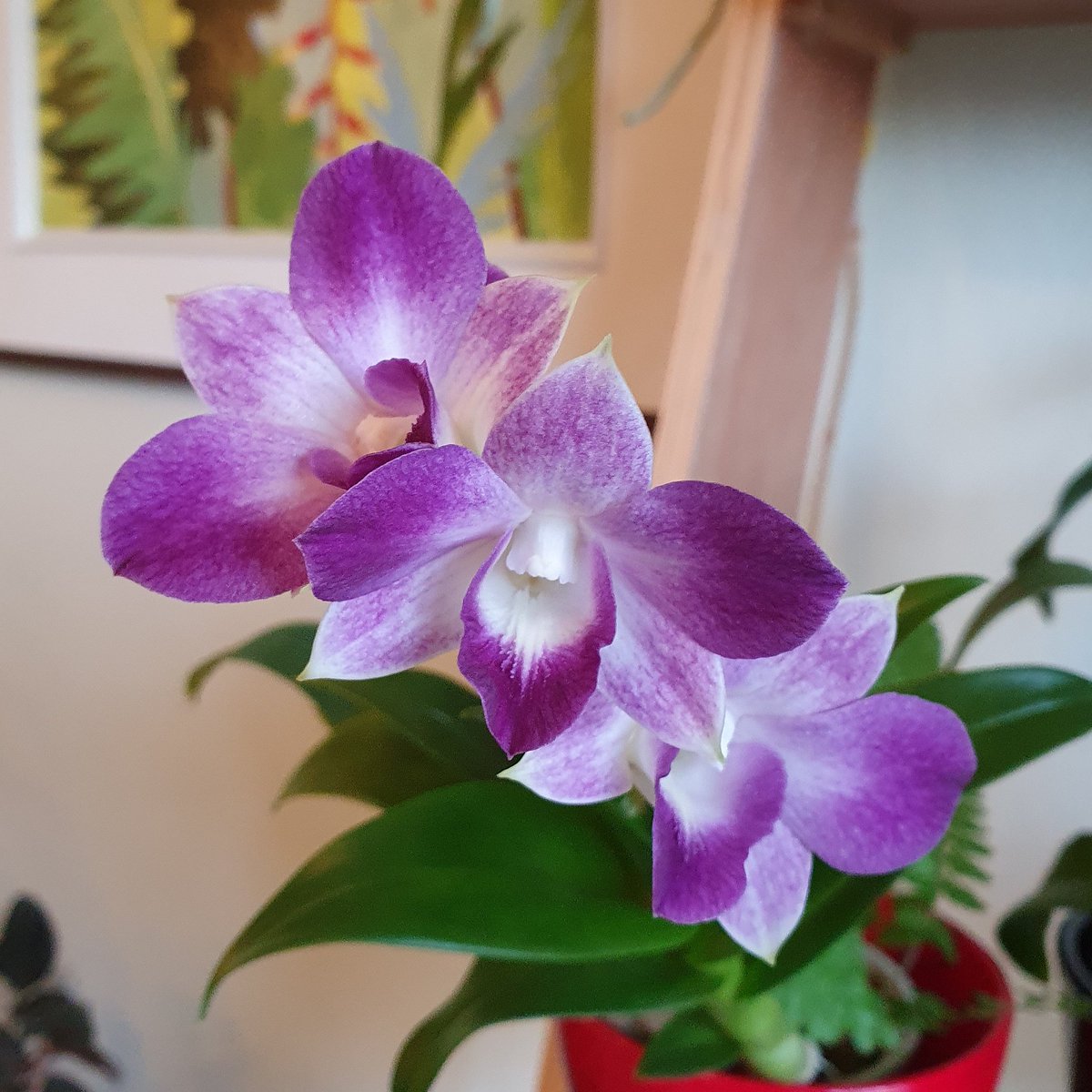 Jon_Earley's tweet photo. My Dendrobium Blue Happiness #orchid #dendrobium https://t.co/5fkjcMh9rh
