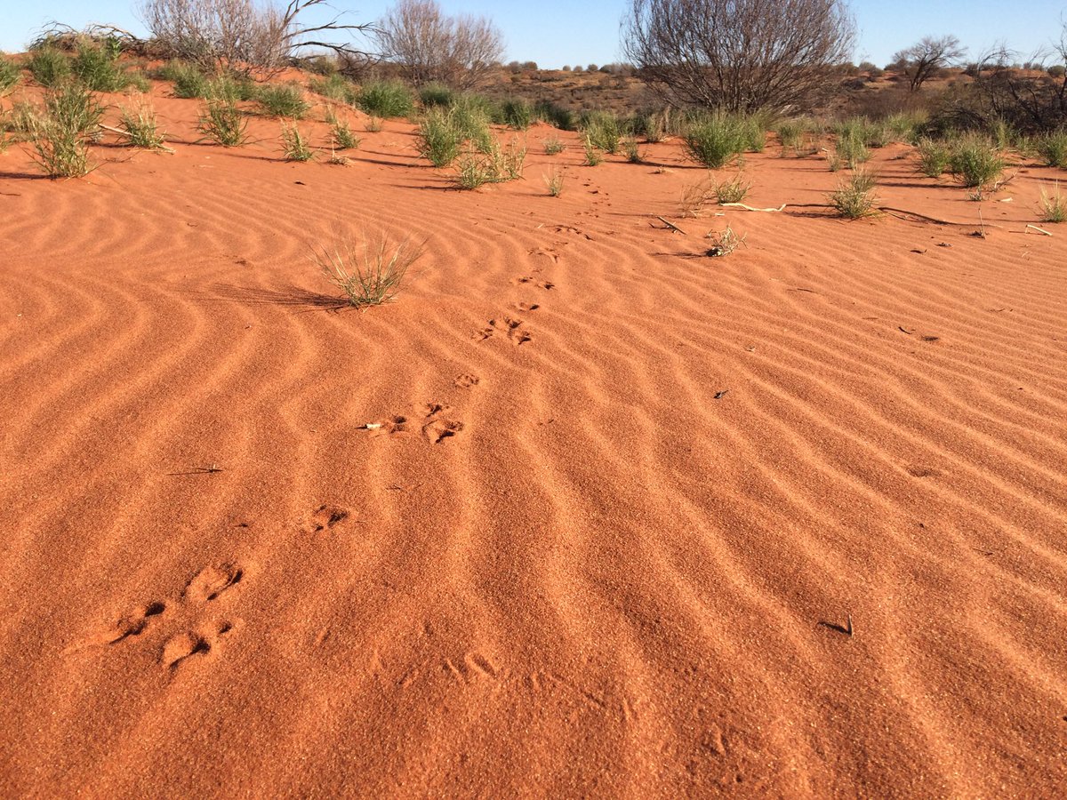 Looks like the Easter Bilby has been through ⁦@AridRecovery⁩ overnight😉 #bilbiesnotbunnies