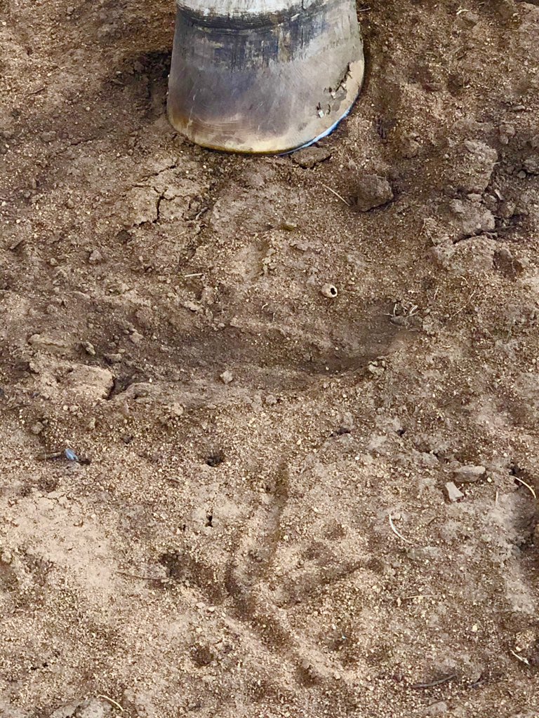 FredEichler's tweet photo. Cloud tracked ‘em down after he winded ‘em. Good horses like that are hard to find!
.
.
#everythingeichler #fulldrawoutfitters #turkeyseason #turkeyhunting #horsebackriding #ranchlife #teamoutdoors #builtforthewild #iamsportsman #anewera #hoytarchery #leupoldcore #huntthroughit https://t.co/LXTdKdirmc