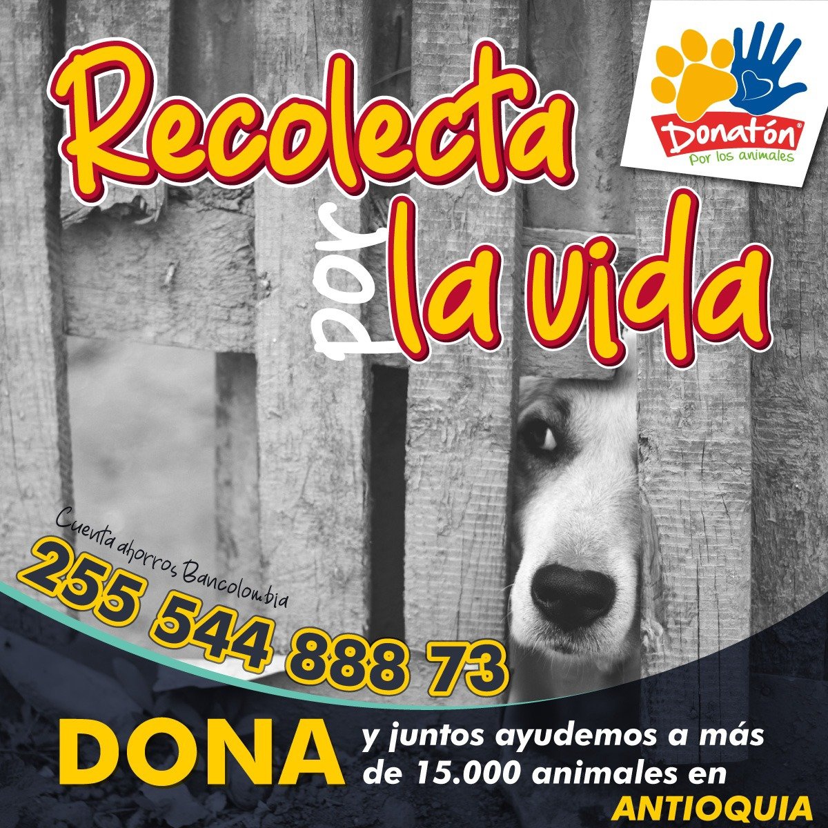 StefannyPuerta's tweet photo. @calleypocheoffi @DonatonAnimal https://t.co/bj2R3nh2eb