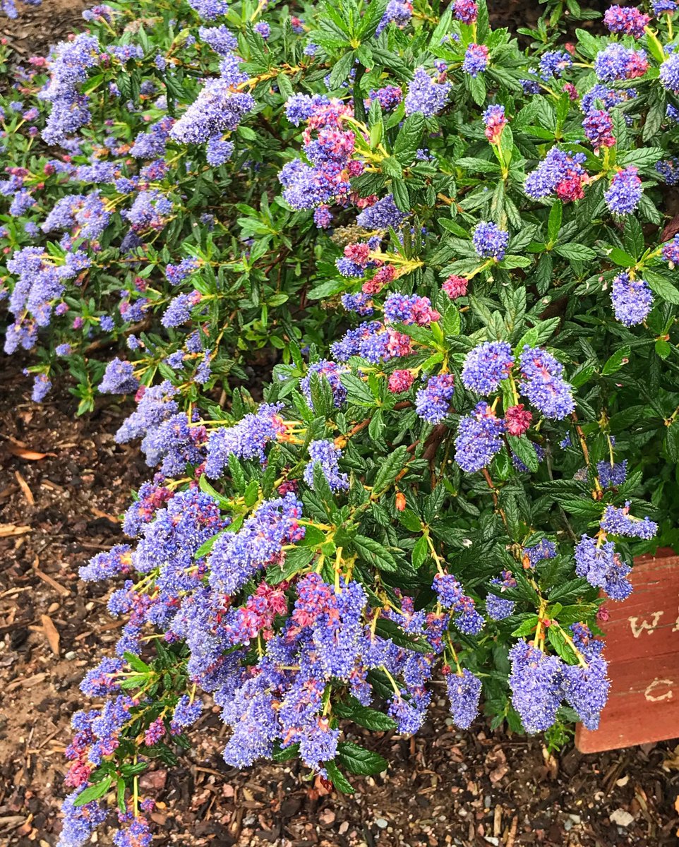 Ceanothus 'Wheeler Canyon'