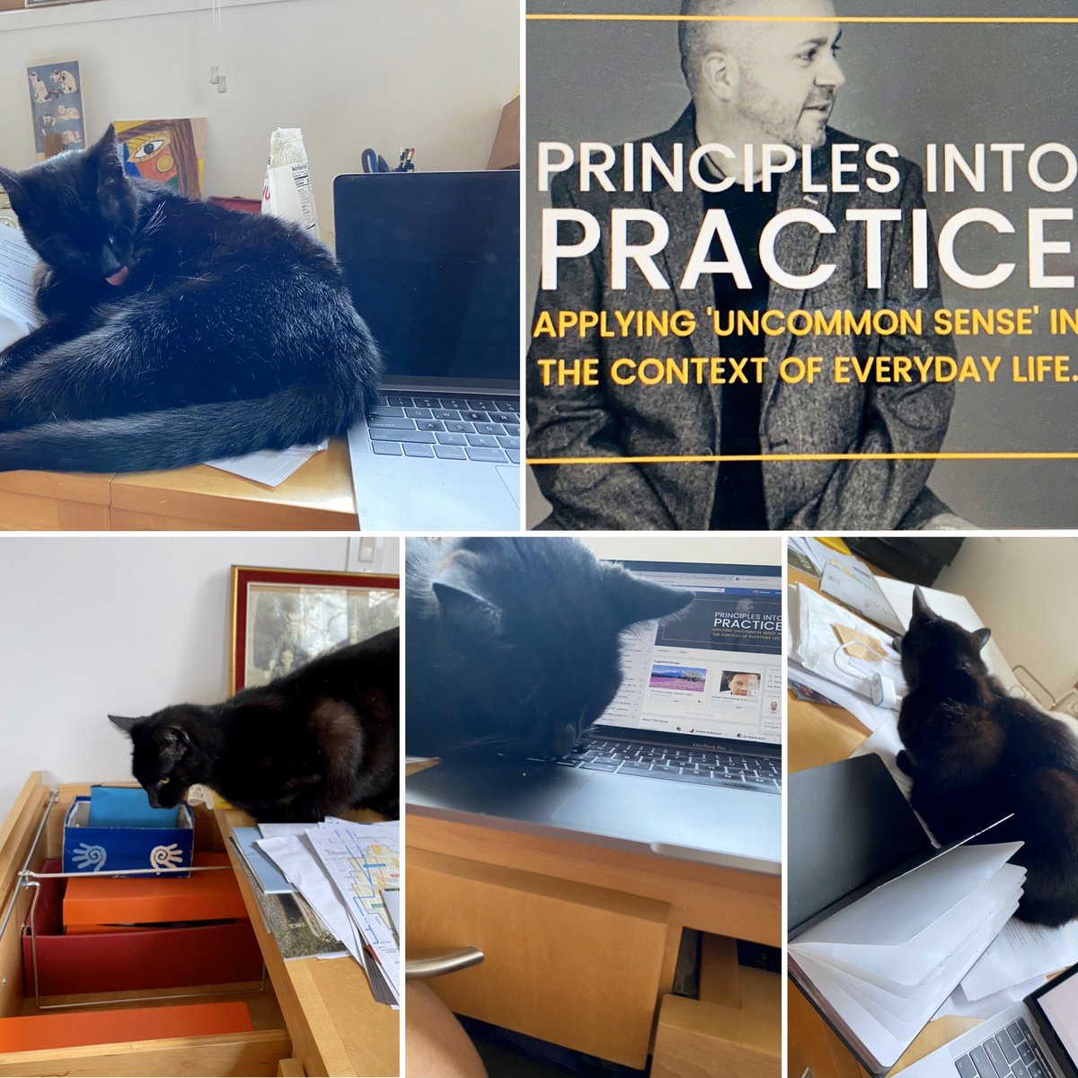 Borntobeguide's tweet photo. Working from home with the cat in the office... as if taking a course with a SCOTTISH instructor isn’t enough already🙄 #ShelterInPlace #Homeoffice #onlinelearning https://t.co/DFGG9NoCKy