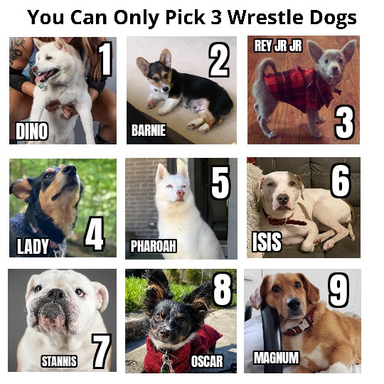 MagnumAGB's tweet photo. #Pick3 🐕🦮🐕‍🦺🐩🐶🐕🐾🐾 https://t.co/RoxQrVgzwT