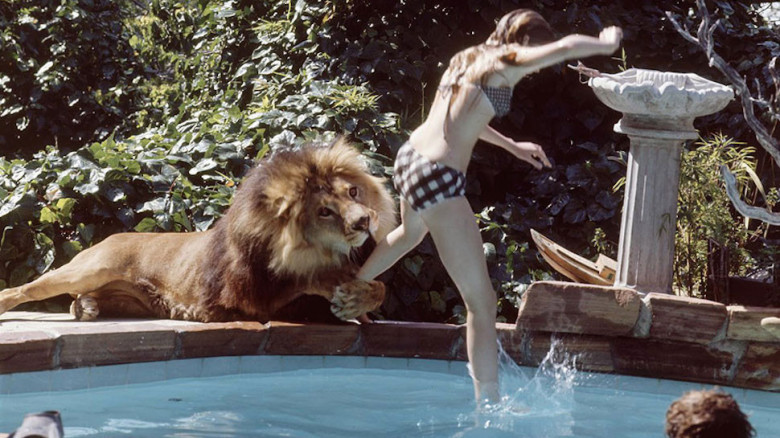 thread 1/5: back in the mid 70s, director noel marshall & actor tippi hedren got 71 lions, 26 tigers, 9 black panthers, 10 cougars, 2 jaguars & 4 leopards & made a comedy called ROAR. it took 11 years to finish, and over 70 of the 130 cast & crew were injured while making it