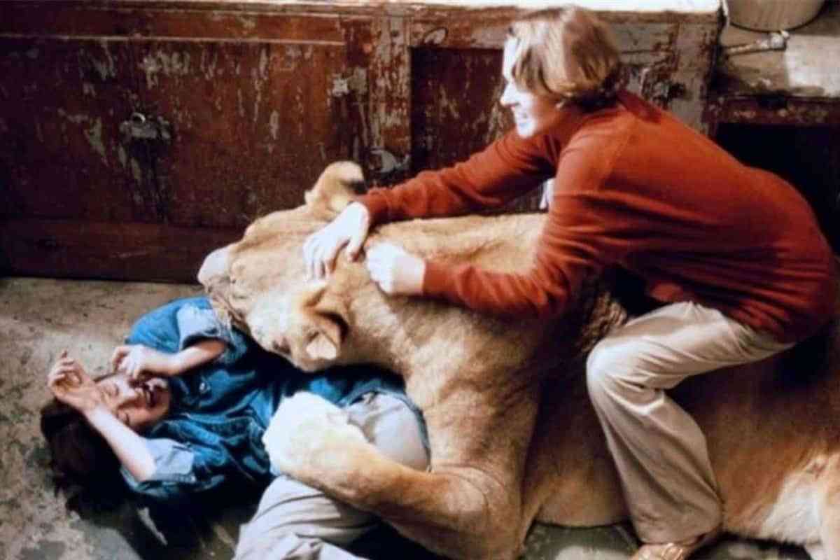 thread 2/5: for example, tippi was bitten in the head by a lion, and noel (who also acted in it) had his hand bitten all the way through. he also got eight puncture wounds on his leg. melanie griffith (!) got 50 stitches after being attacked by a lioness, almost losing her eye