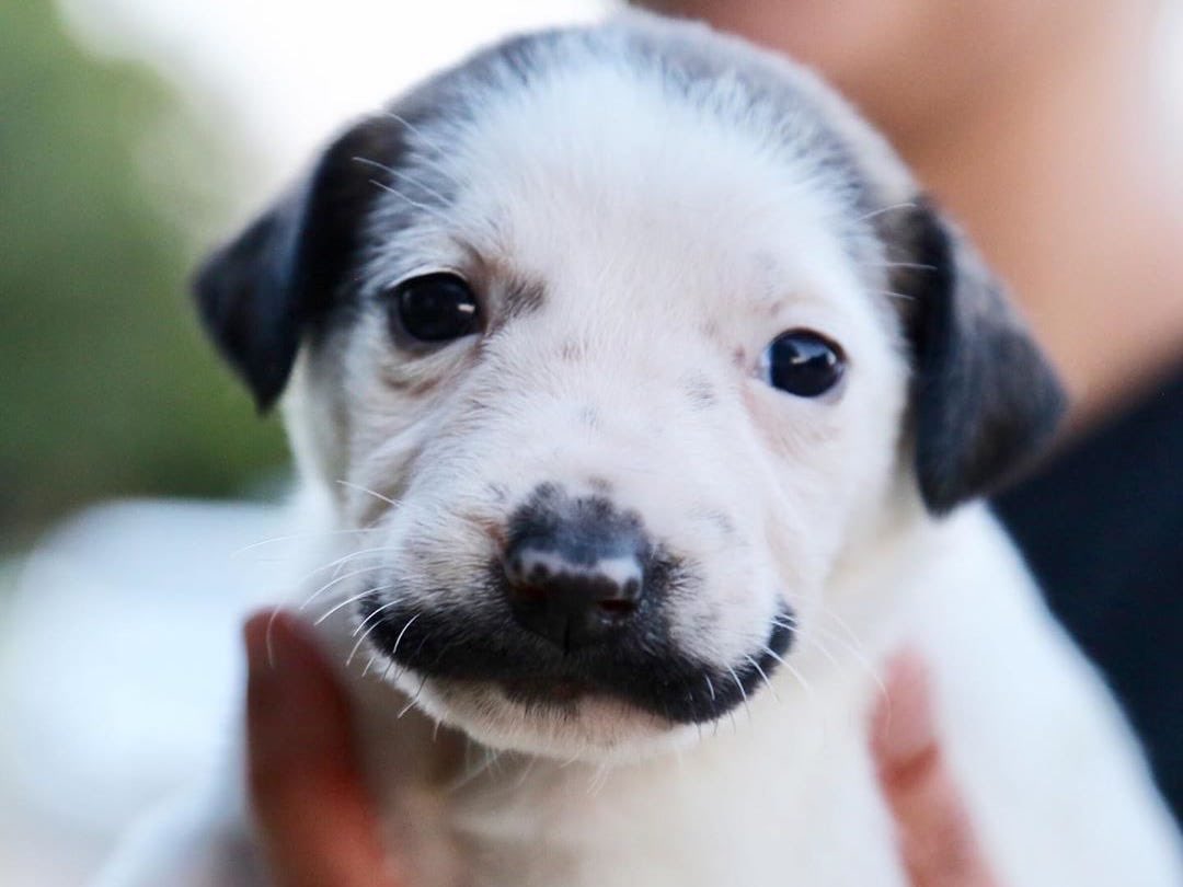 Bob Morley as puppies - a thread!