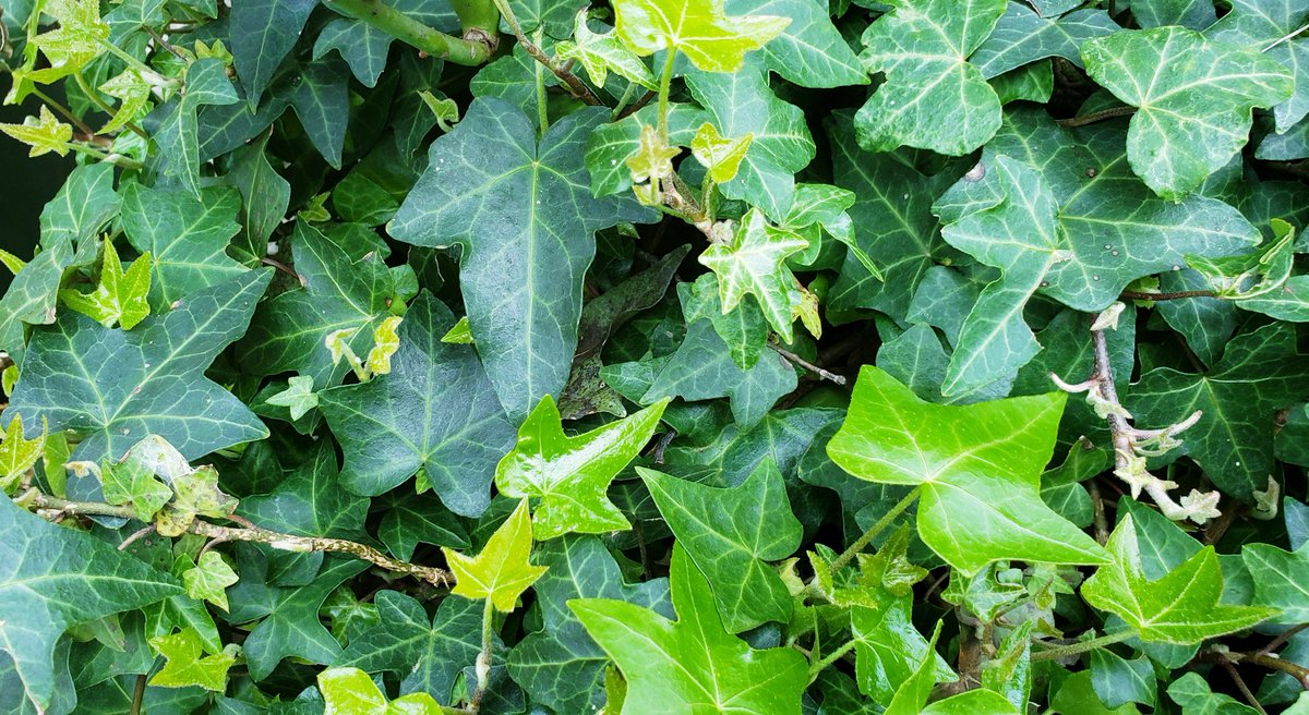 西洋木蔦 Cruzenunes Com Br 西洋木蔦 Cruzenunes Com Br