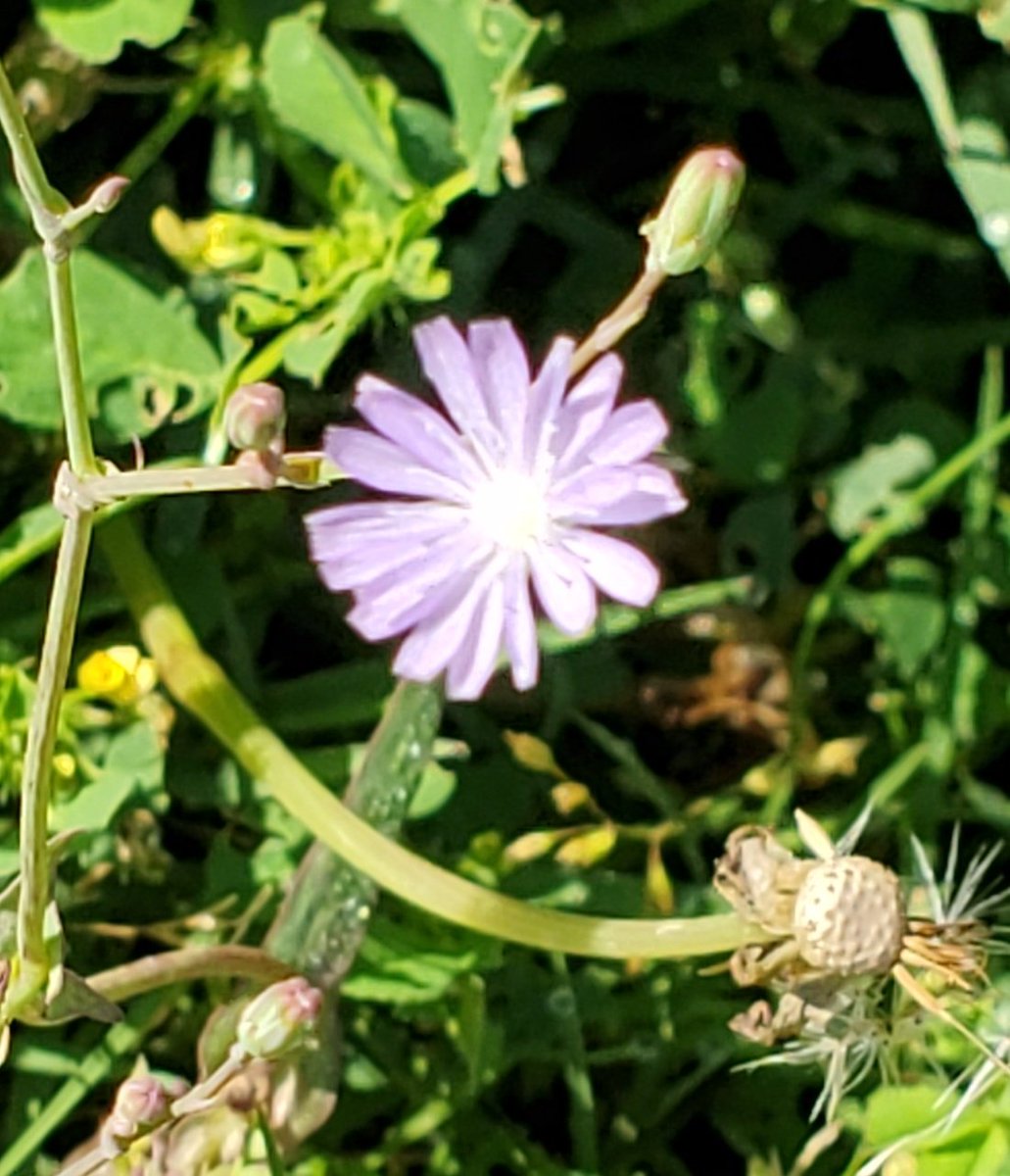 Good Morning,Came across these beautiful, some wild, some curated, spring flowers during the morning (isolated) walk in  #Islamabad,  #Pakistan  #flowers  #spring  #lockdown (See thread)...