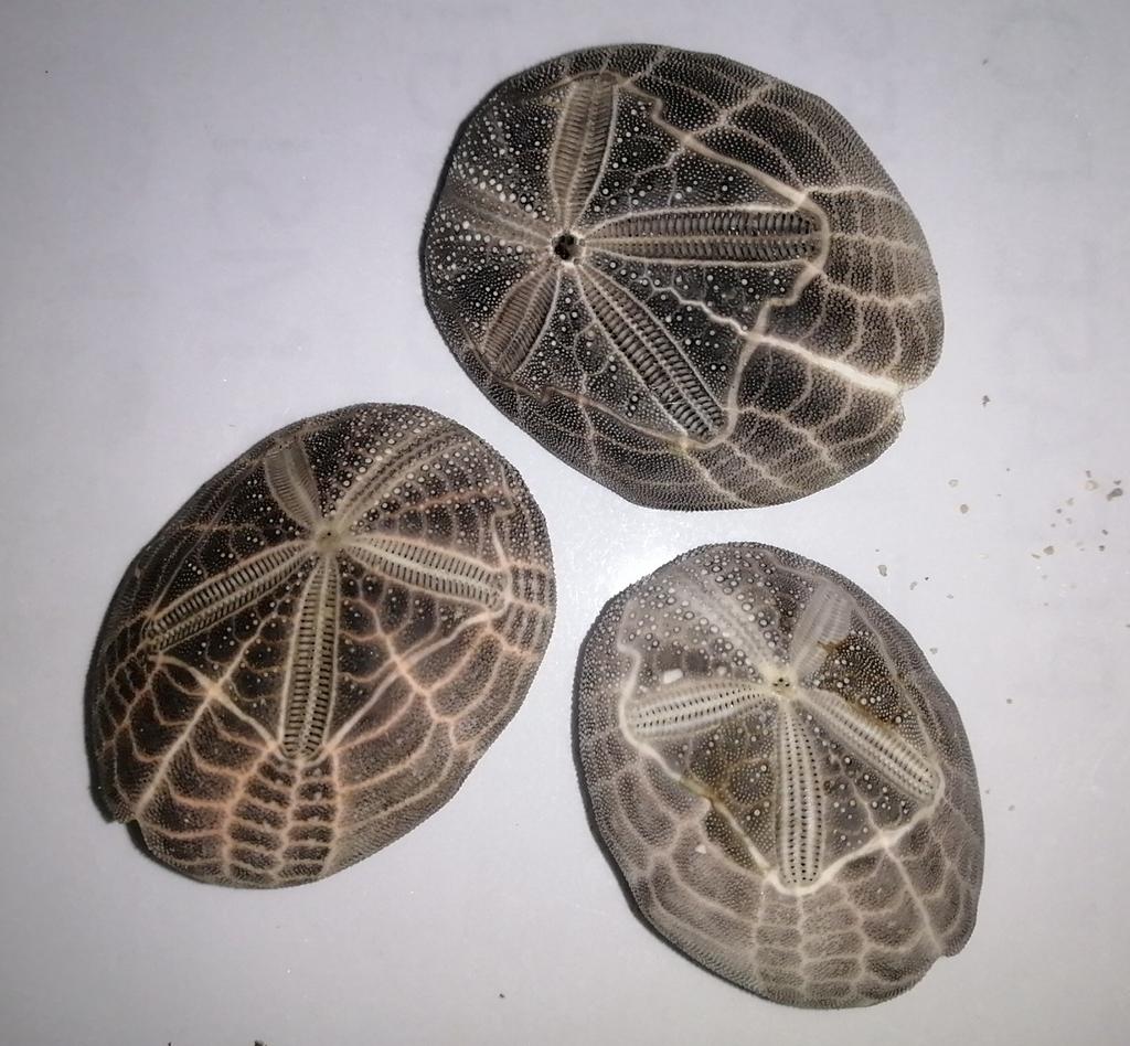Even their mouth and dorsal parts also look like stars.   #Echinoderms   #InverteFest